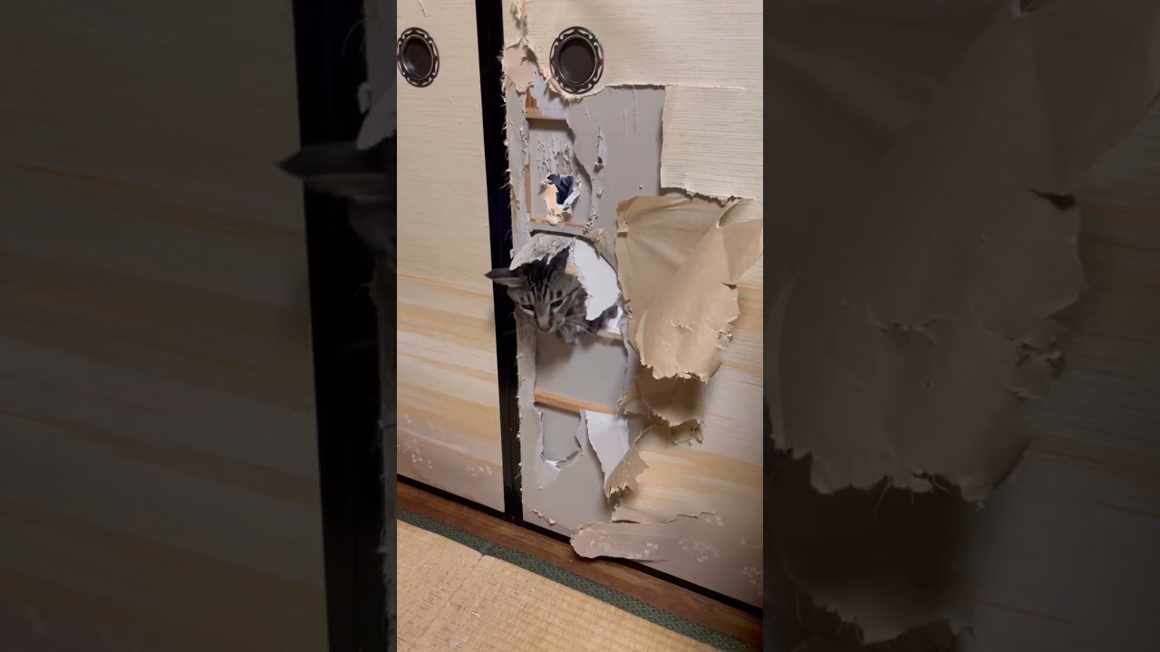 猫を飼う前に覚悟した事