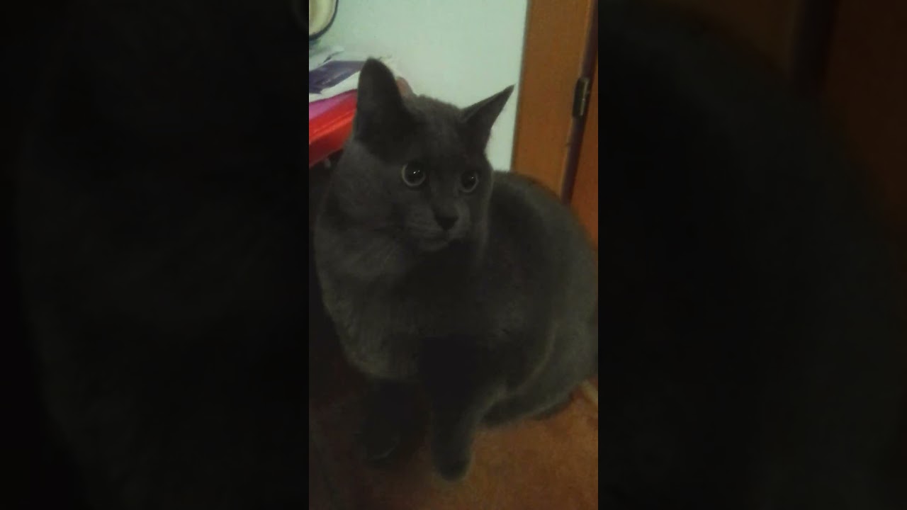 バイシクル筋トレをしたいシャルトリュー *Chartreux cat who wants to do bicycle muscle training