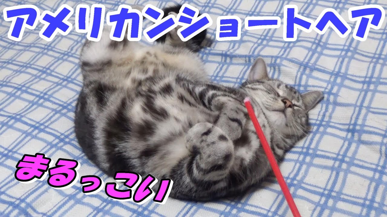 ころころまるっこい猫　（アメリカンショートヘア）