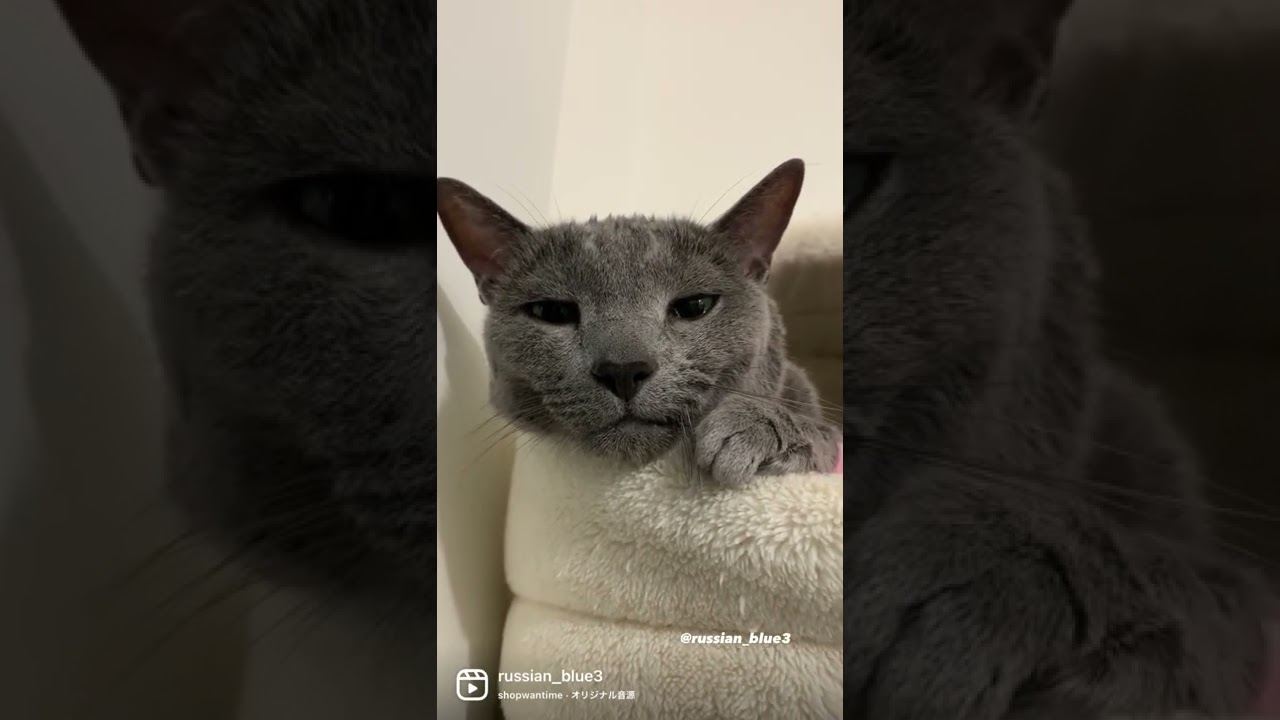 [3匹のロシアンブルー] クリ君の本音。#shorts
