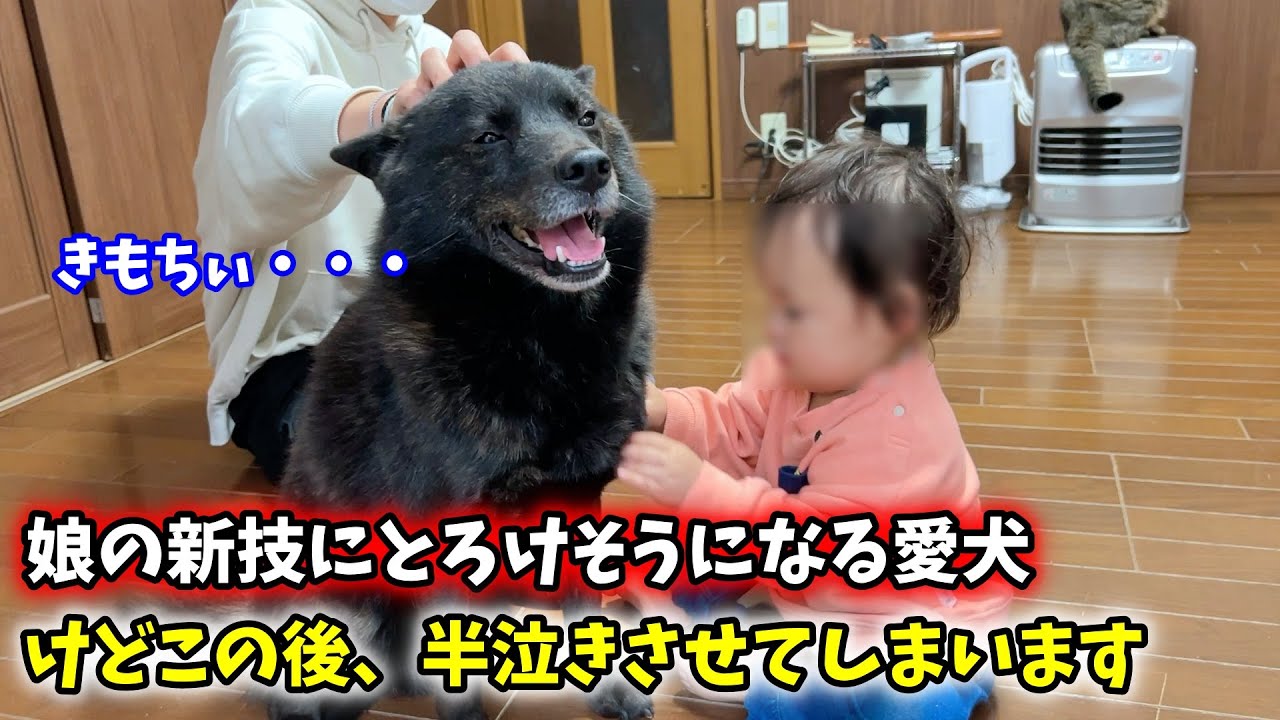 【子育て犬の失敗】娘の新技にウットリ！のはずが・・・