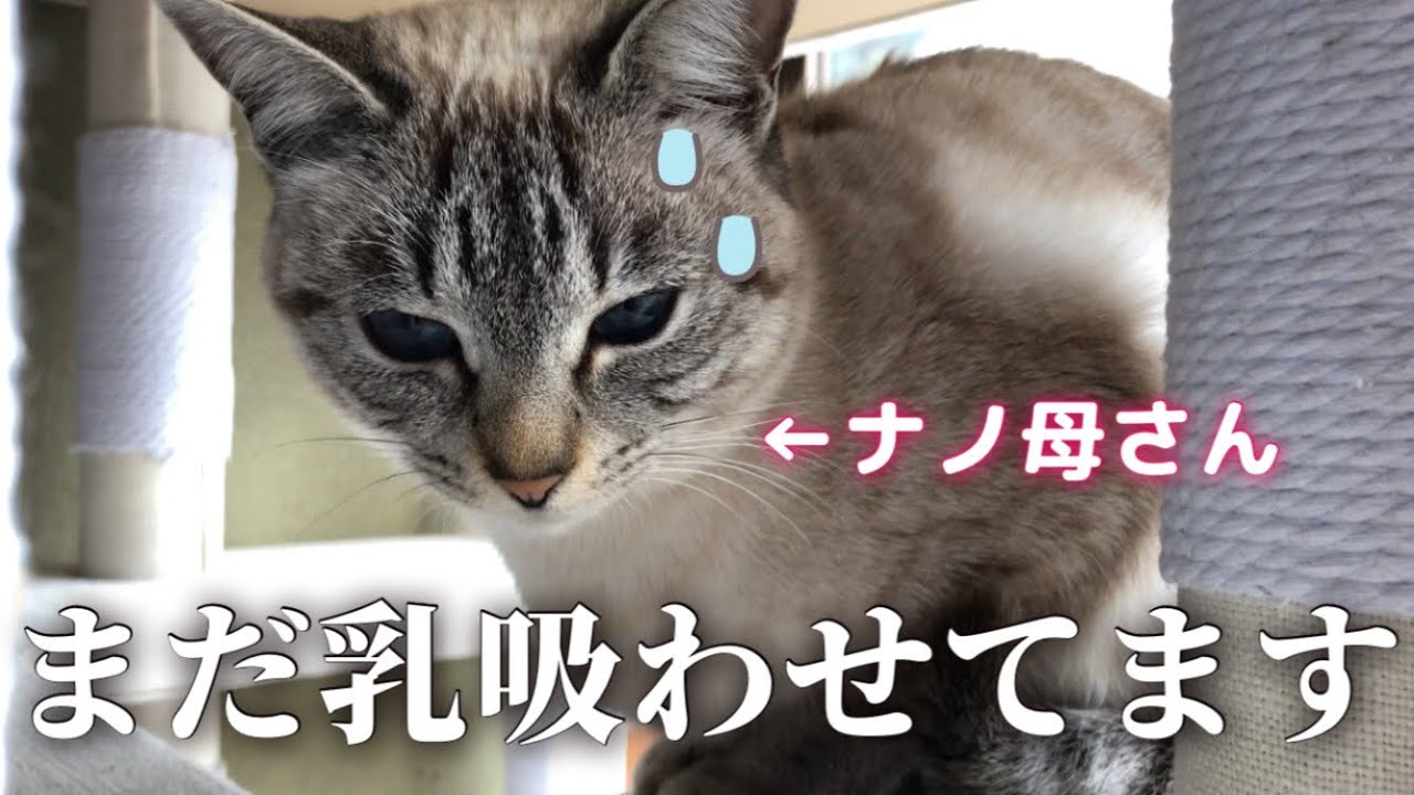 生後7ヶ月の子猫にまだ乳を吸わせるナノ母さんと、見守ることにした飼主。