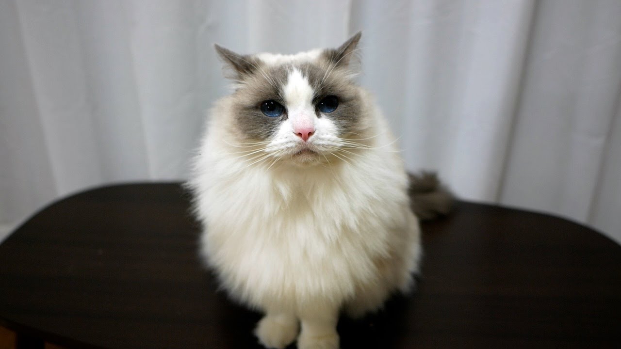 動画を見てくださっている皆さんに、ご報告があります。