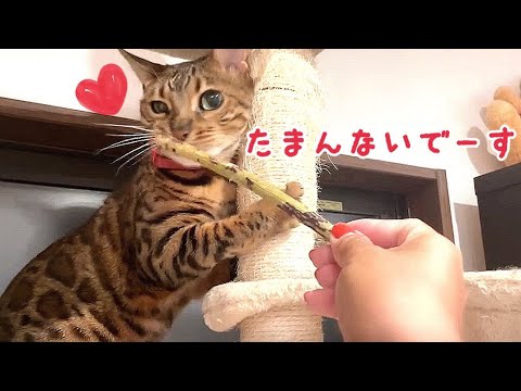 飼い主の留守中に『マタタビの枝』にドハマりする猫さん