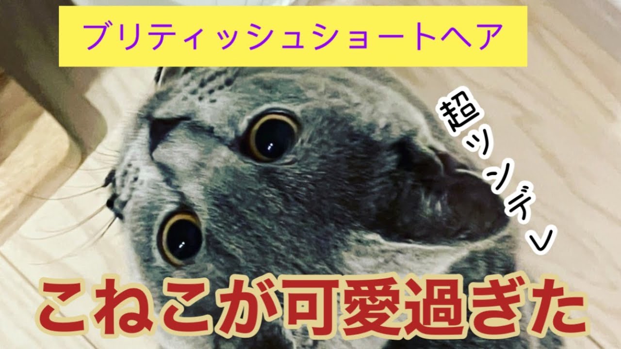 【ブリティッシュショートヘア】可愛すぎるこねこ時代【ツンデレ】＃ブリティッシュショートヘア #cat  #かわいい猫