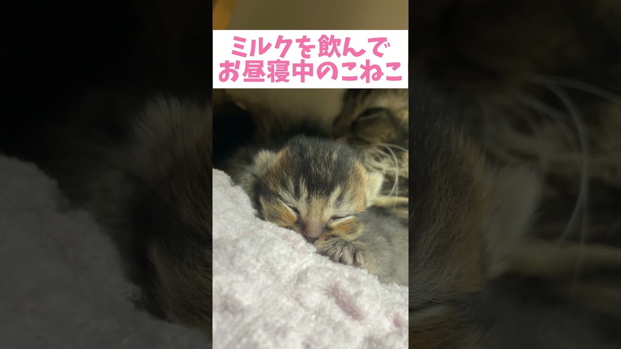産まれつき耳が反ってる子猫が可愛すぎる♡#Shorts