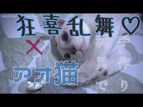 【トンキニーズ】手作りおもちゃで狂喜乱舞するアオ猫【猫動画_Vol.27】【Kitten】【シャム猫とバーミーズのハイブリッド】【Tonkinese】【プラチナミンク】