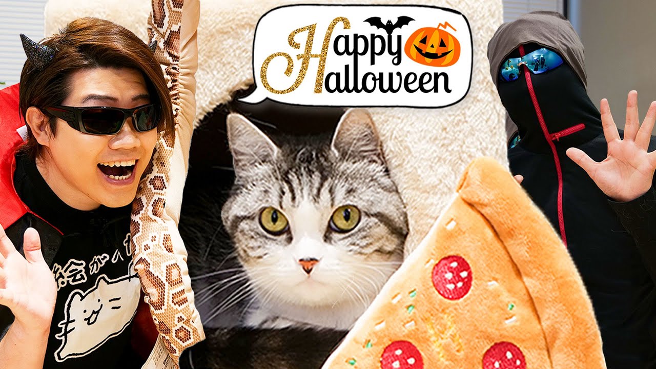 特別ゲスト登場！猫と過ごすハロウィン【スコティッシュフォールド】