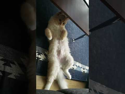 【マンチカン】 突然、腹筋にキキそうな体勢になったかと思ったら・・・最後のポーズが笑える子猫【スコティッシュフォールド】