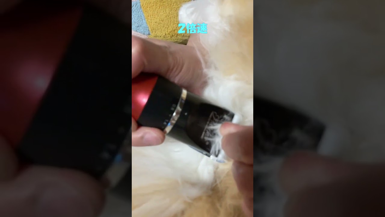 おとなしくバリカンされる猫 #shorts  #猫 #アメリカンカール #cat