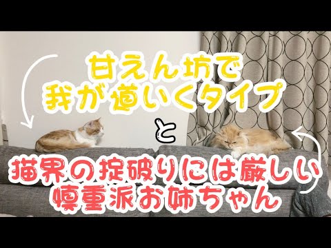 【荒ぶる末っ子猫】2匹の日常風景【元野良猫ニア×先住猫メル】