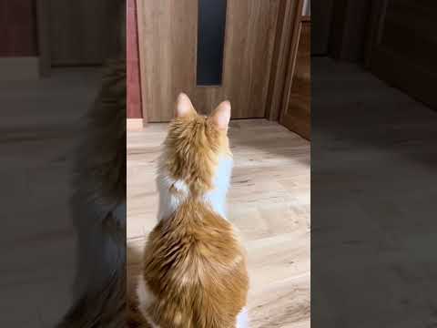 ドアの前で待ち続ける猫 #shorts 【マリー（メインクーン）】