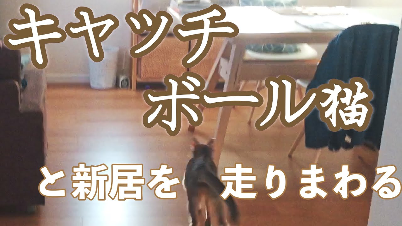 #14  キャッチボール出来ちゃった猫が可愛すぎる…[アビシニアンのYuno]