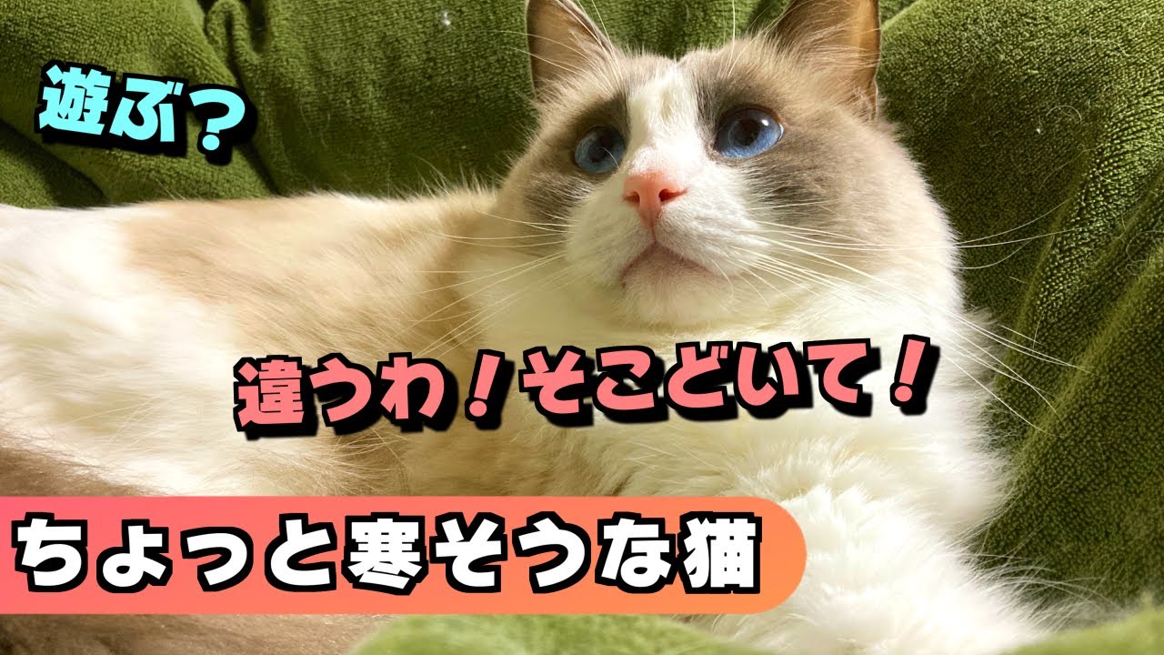 ド田舎に雹が降ってきたので、防寒対策する人間とラグドール！？寒いんか？適温か？未だ謎・・・【猫のナレーション】
