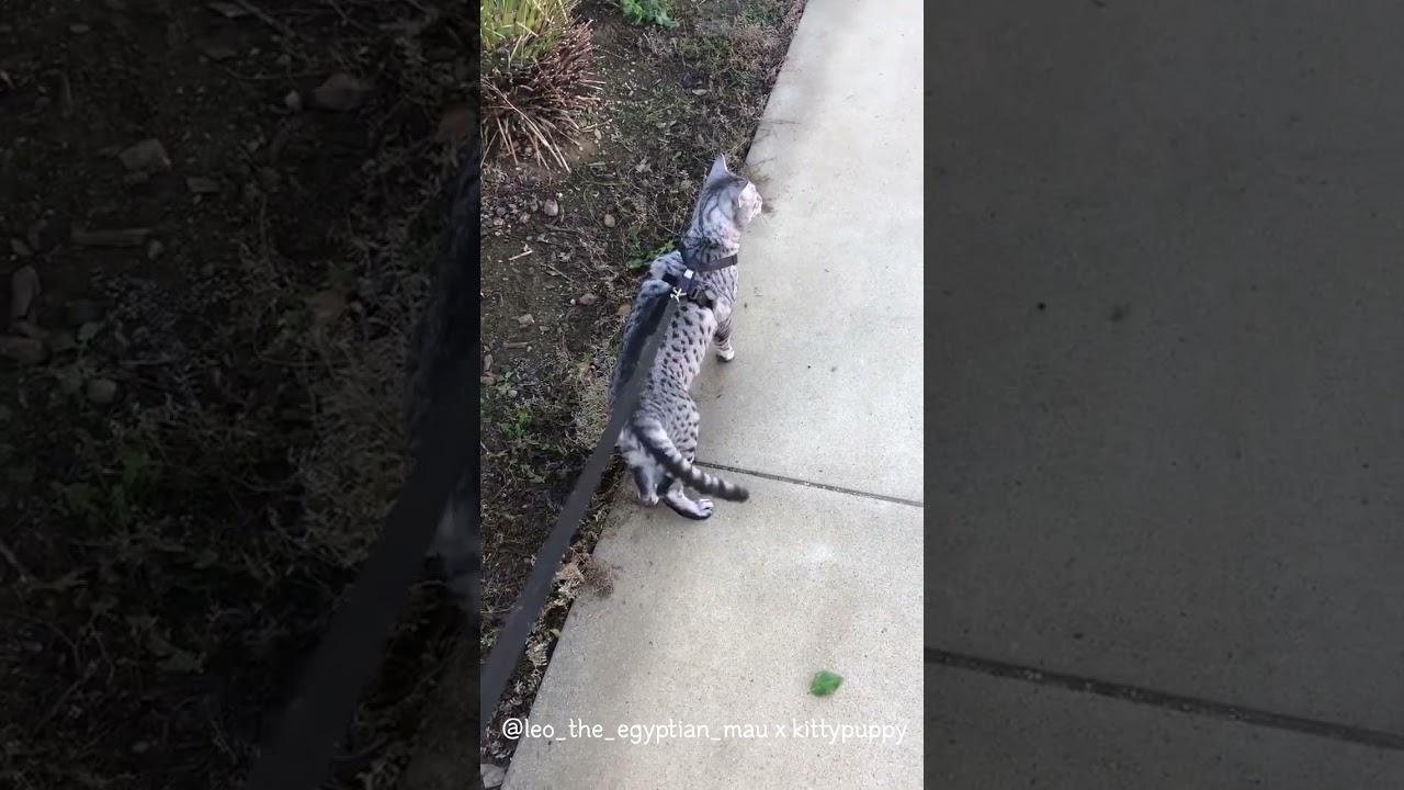 Leo Doesn't Want to Walk : Egyptian Mau #shorts