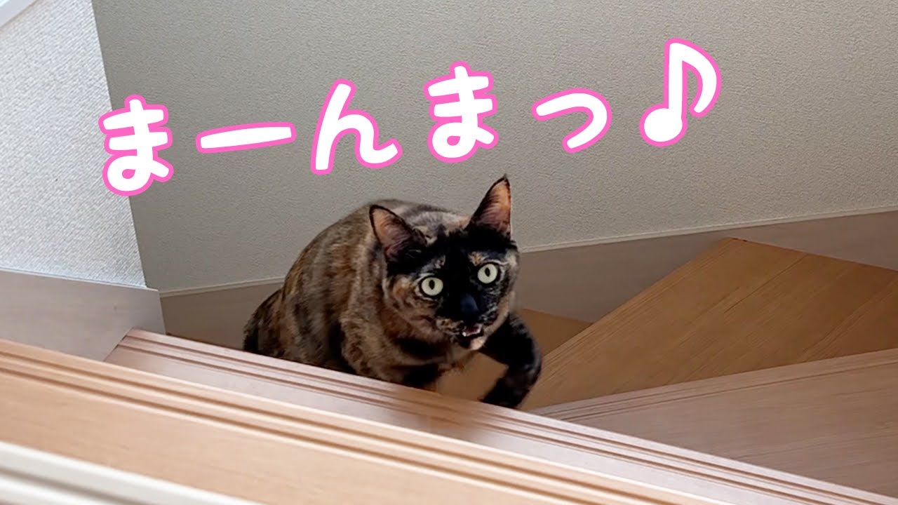 久々に「まーんまっ」と喋るサビ猫モモちゃん！