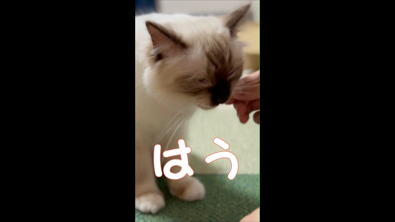 おやつ美味しすぎてはうはう言う子猫【バーマン】#shorts