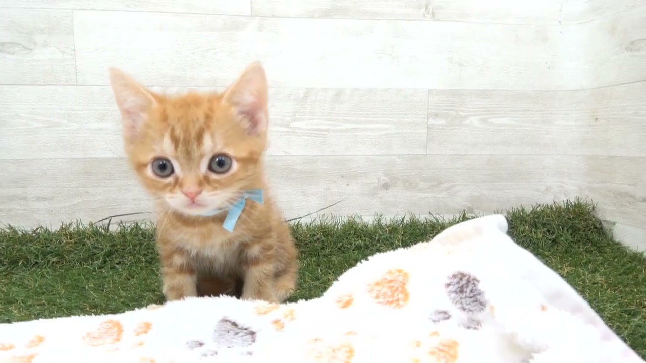 Coo&RIKU　No00615713 アメリカンショートヘアー