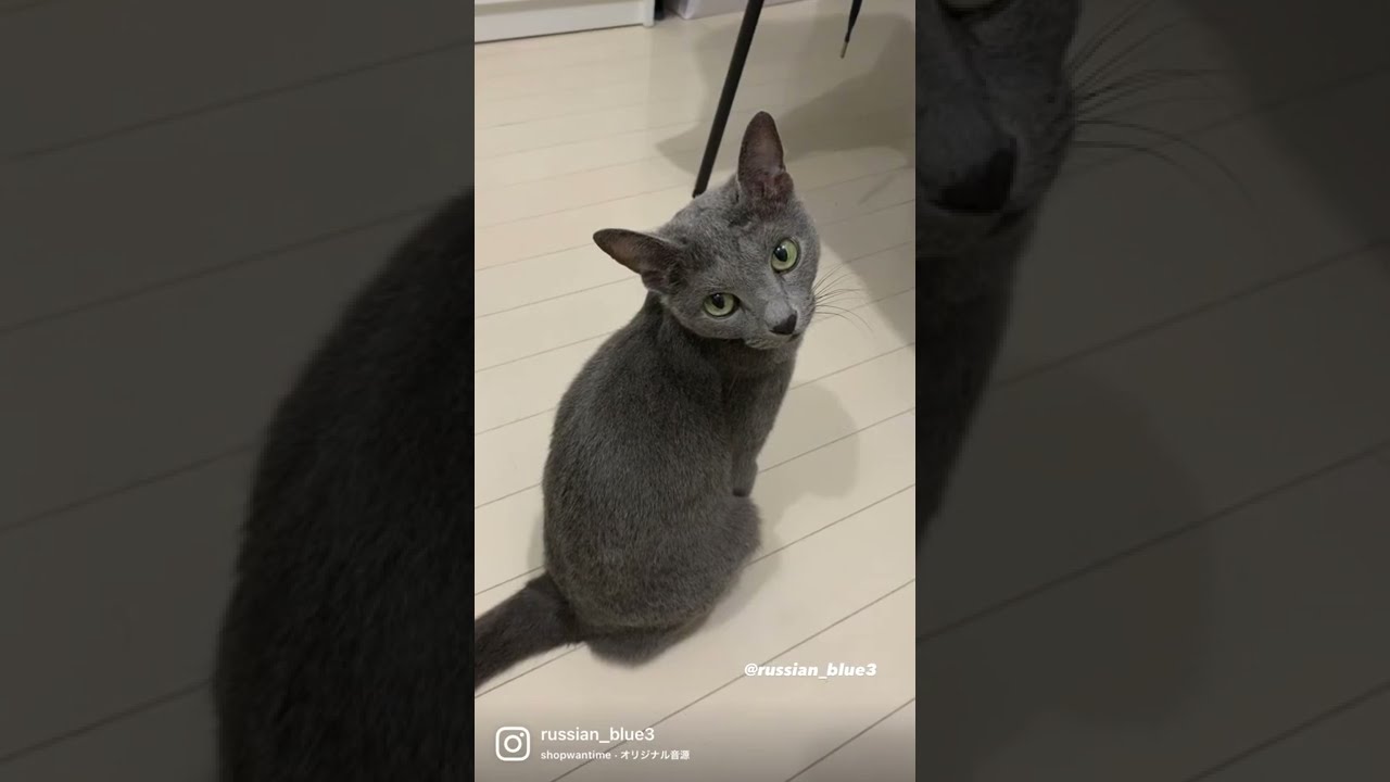[3匹のロシアンブルー] カチュのサービス精神！ #shorts