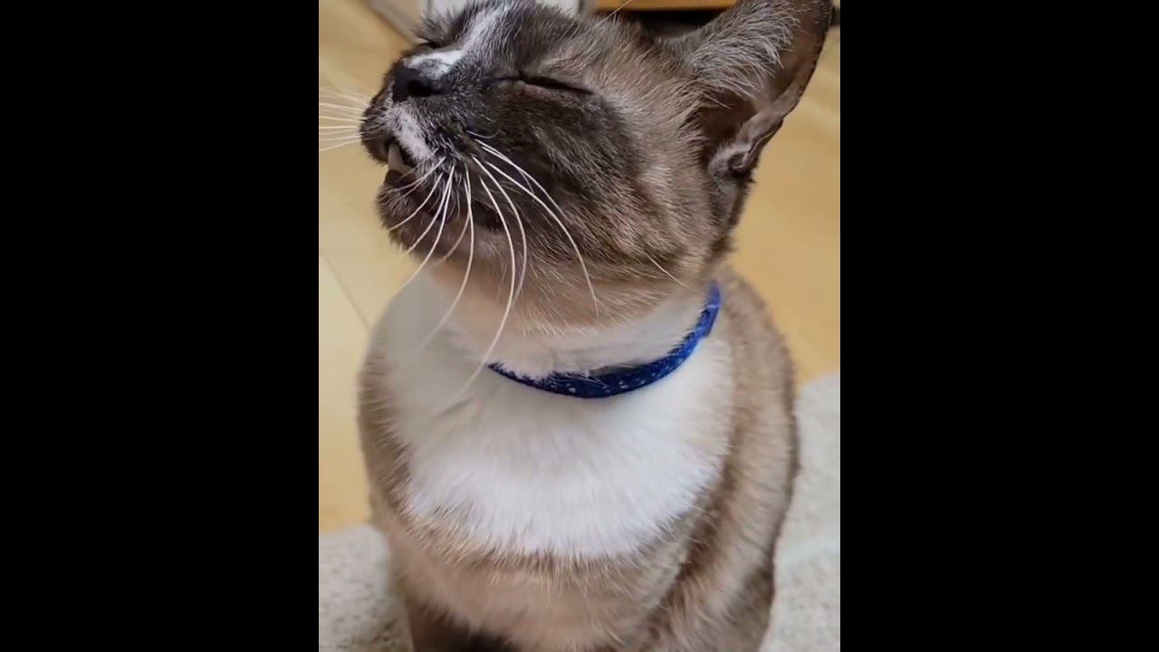 猫なで声でご飯を催促する小悪魔ココアちゃん #ねこ #ねこのいる生活 #猫