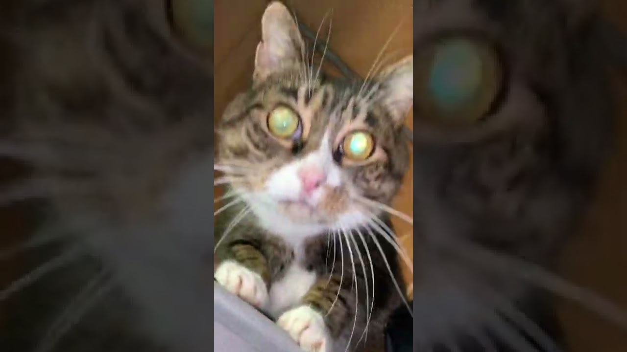 Manx cat says hello.