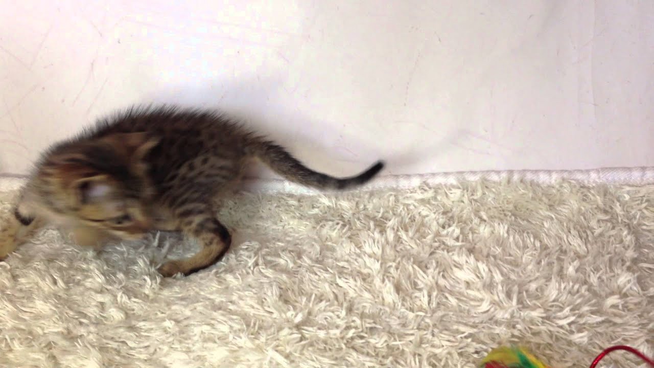 オシキャット☆ボス君2013年6月24日