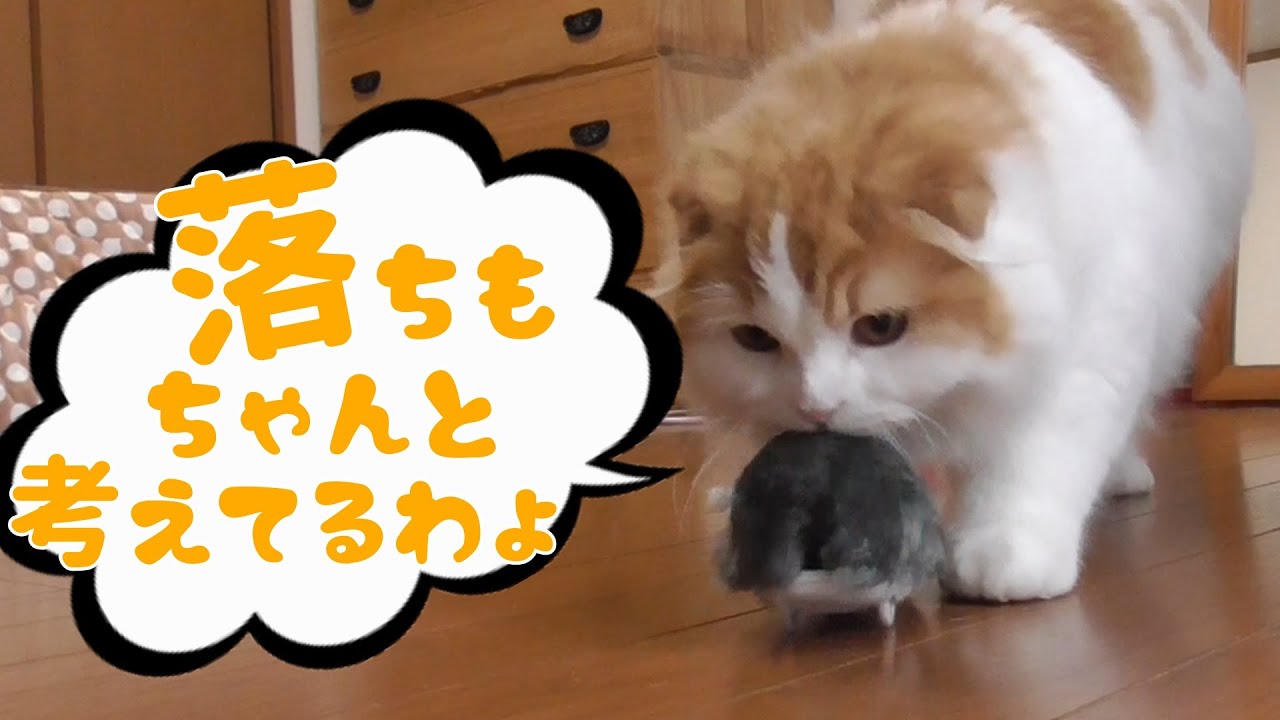 スコティッシュフォールドの子猫が面白いなぞかけに挑戦【折れ耳　長毛】