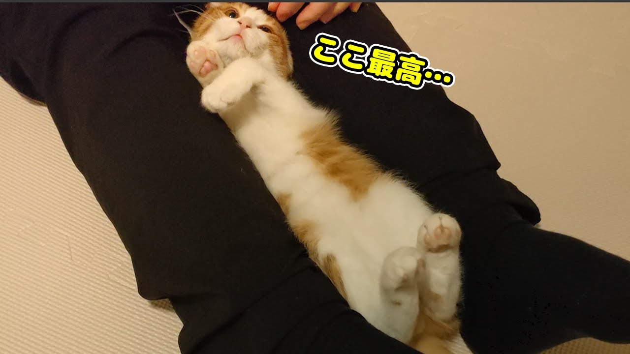 足に挟まれた子猫が出てこれなくなりました・・・ｗ
