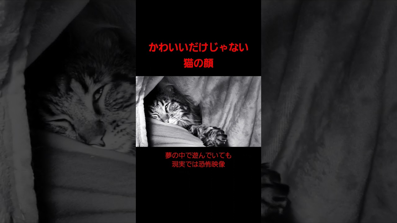 【メインクーン】かわいいだけじゃ済まされない猫の顔【シカマル】