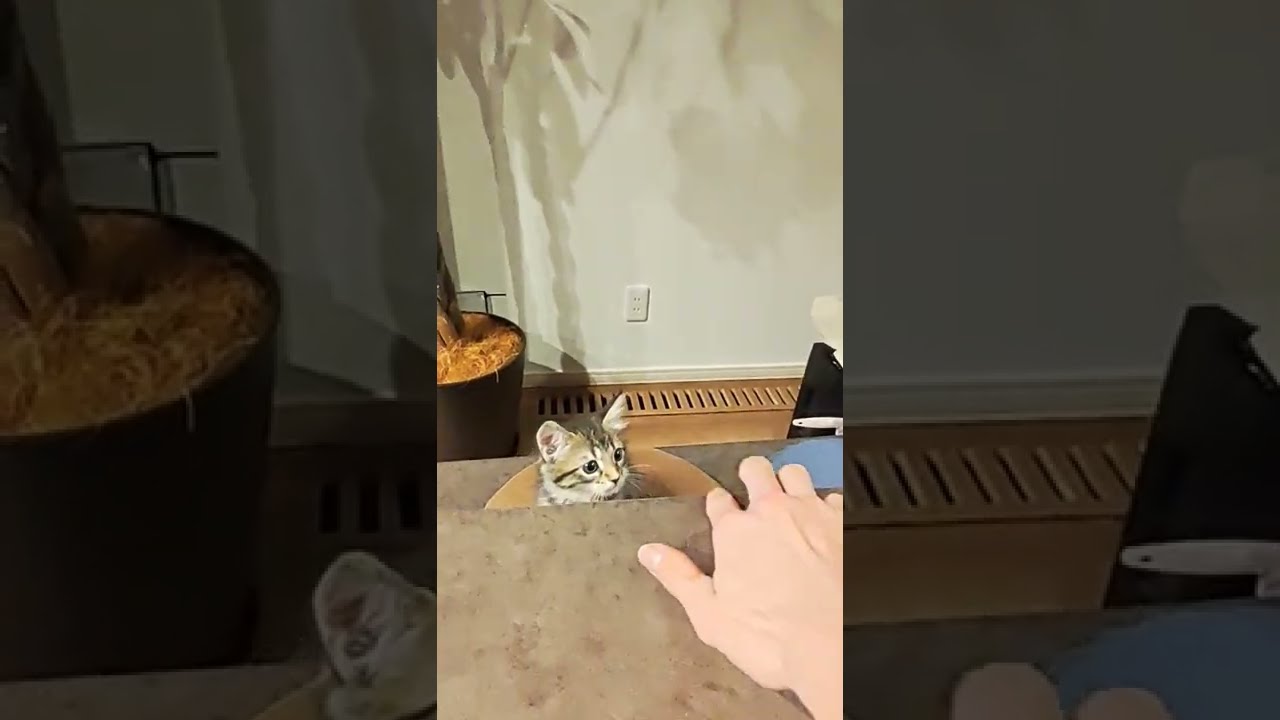 【サイベリアン】お迎えして１ヶ月頃のララさん