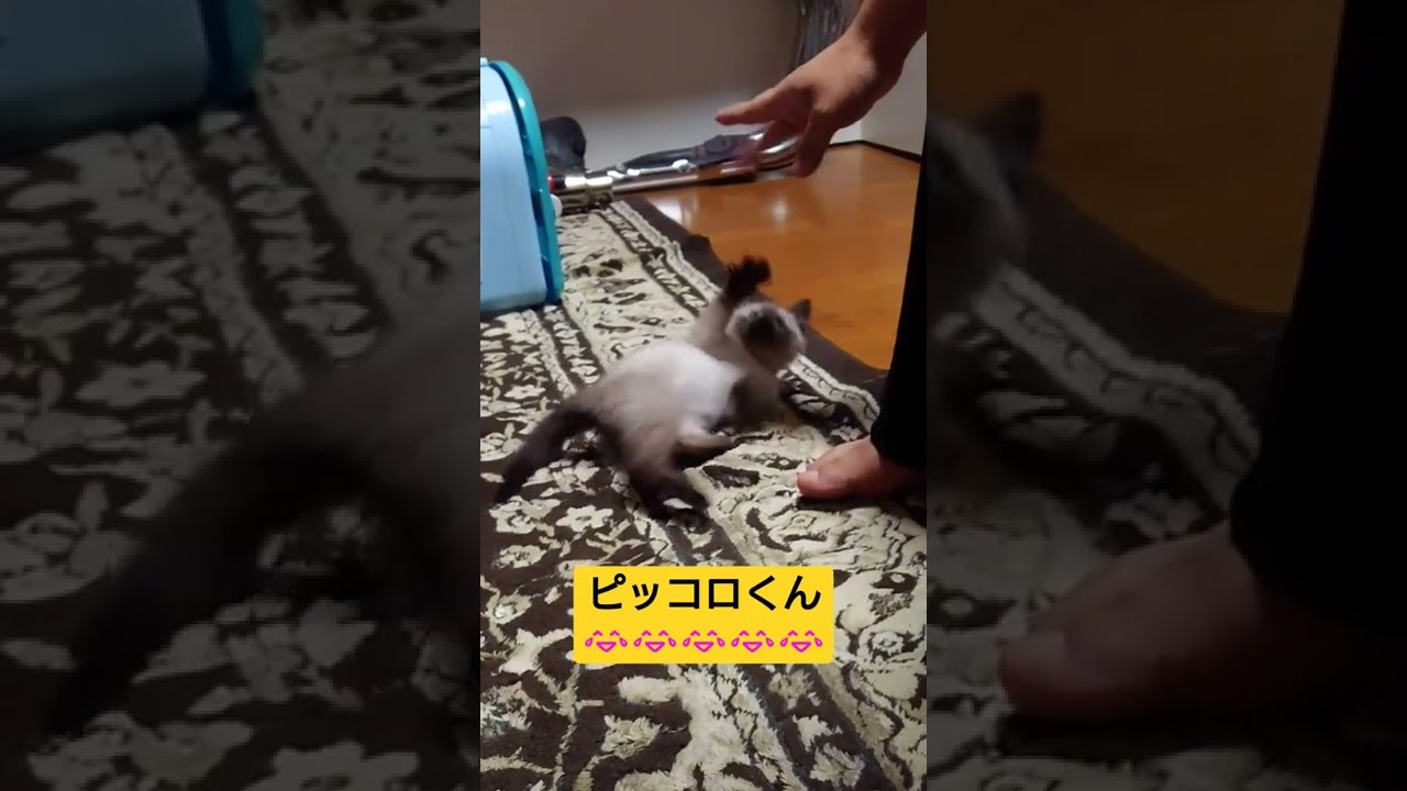 にゃんこ面白動画！子猫の動きで笑顔になれます　シャム猫MIXピッコロ