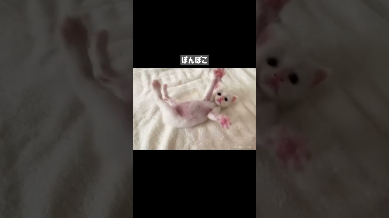 お腹が邪魔して転がっちゃう子猫… #shorts