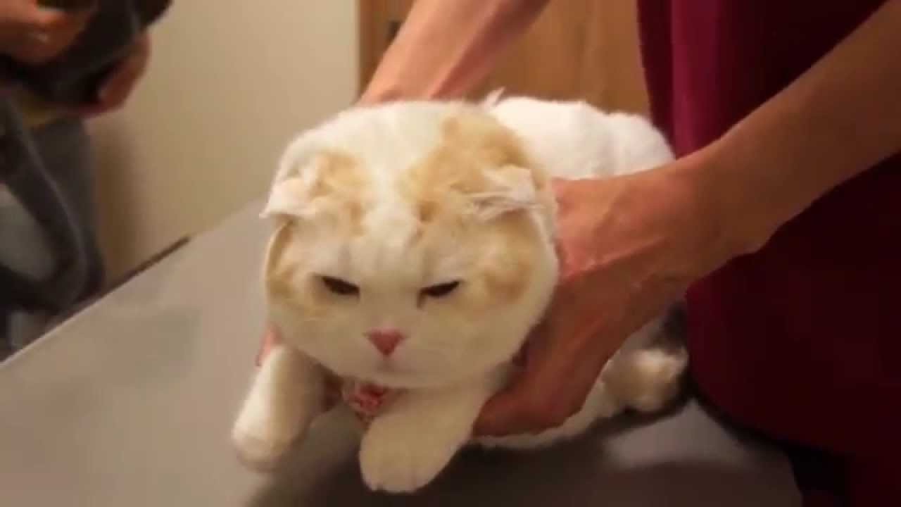 リアルぬいぐるみ！全身まん丸猫が恨めし顔で診察されてる件。スコティッシュフォールド