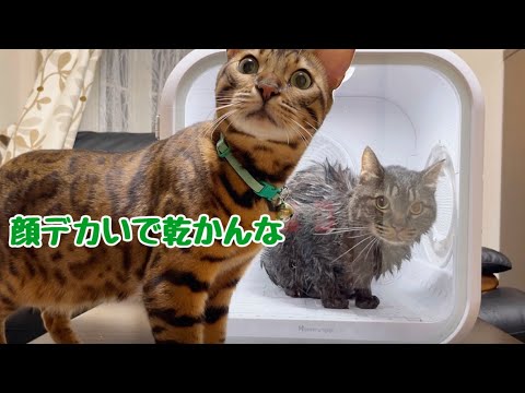 猫生3度目のシャンプーをされてしまうタヌキ猫