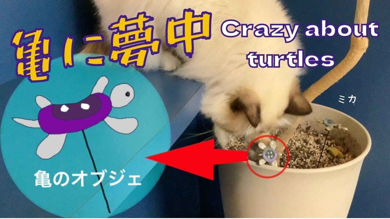 亀のオブジェで遊ぶバーマン猫のミカ【亀に夢中】Crazy about turtles（バーマン猫）Birman/Cat