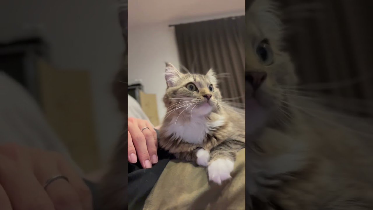 【サイベリアン】1歳になってもまだまだ甘えん坊のララ☺️