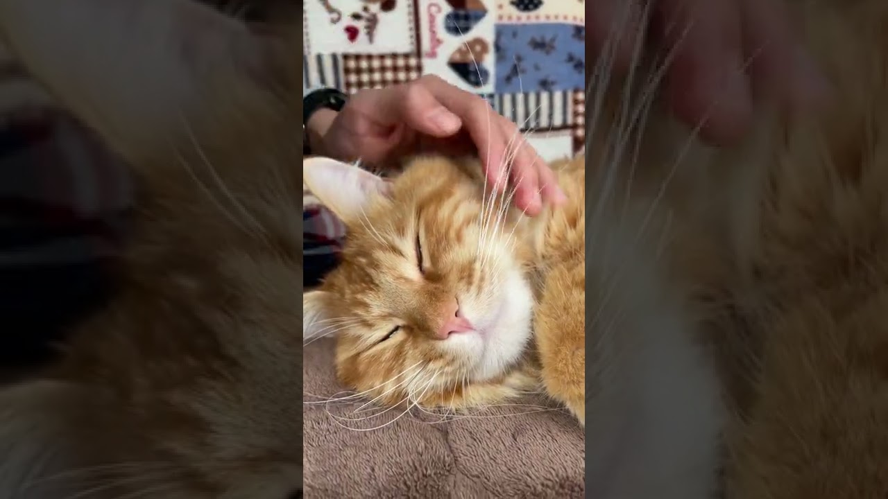 何しても平気 #shorts #メインクーン