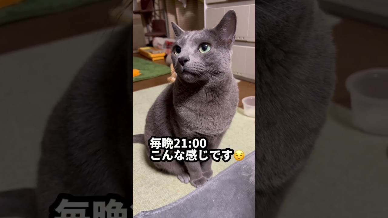 【ロシアンブルー】めろん、夜寝る前のおねだりはこんな感じです😊【猫】#shorts