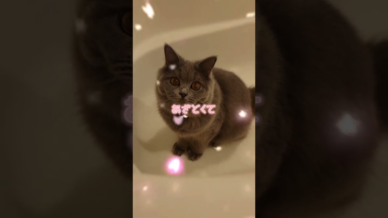 かわいくてごめん【サイベリアン・キキのKIKICHANNEL】#shorts #サイベリアン  #猫