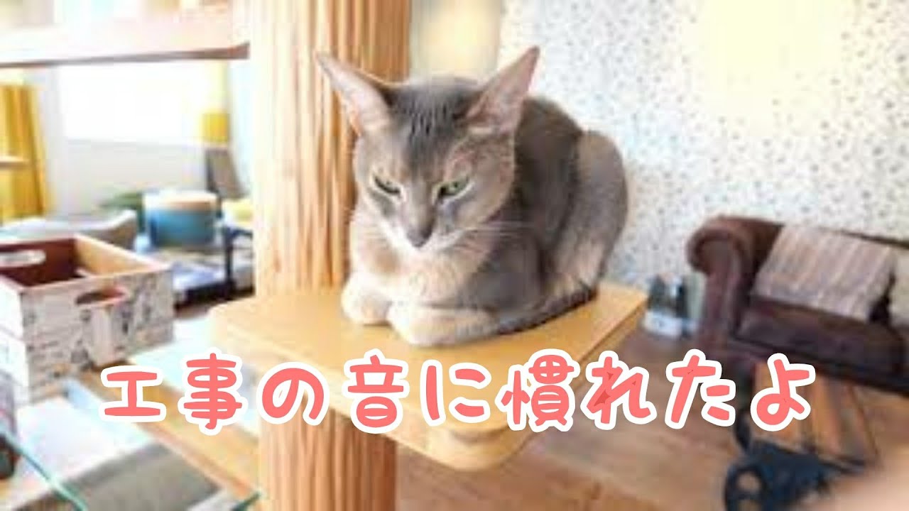 【アビシニアン】落ち着いたアビィ　香箱できました