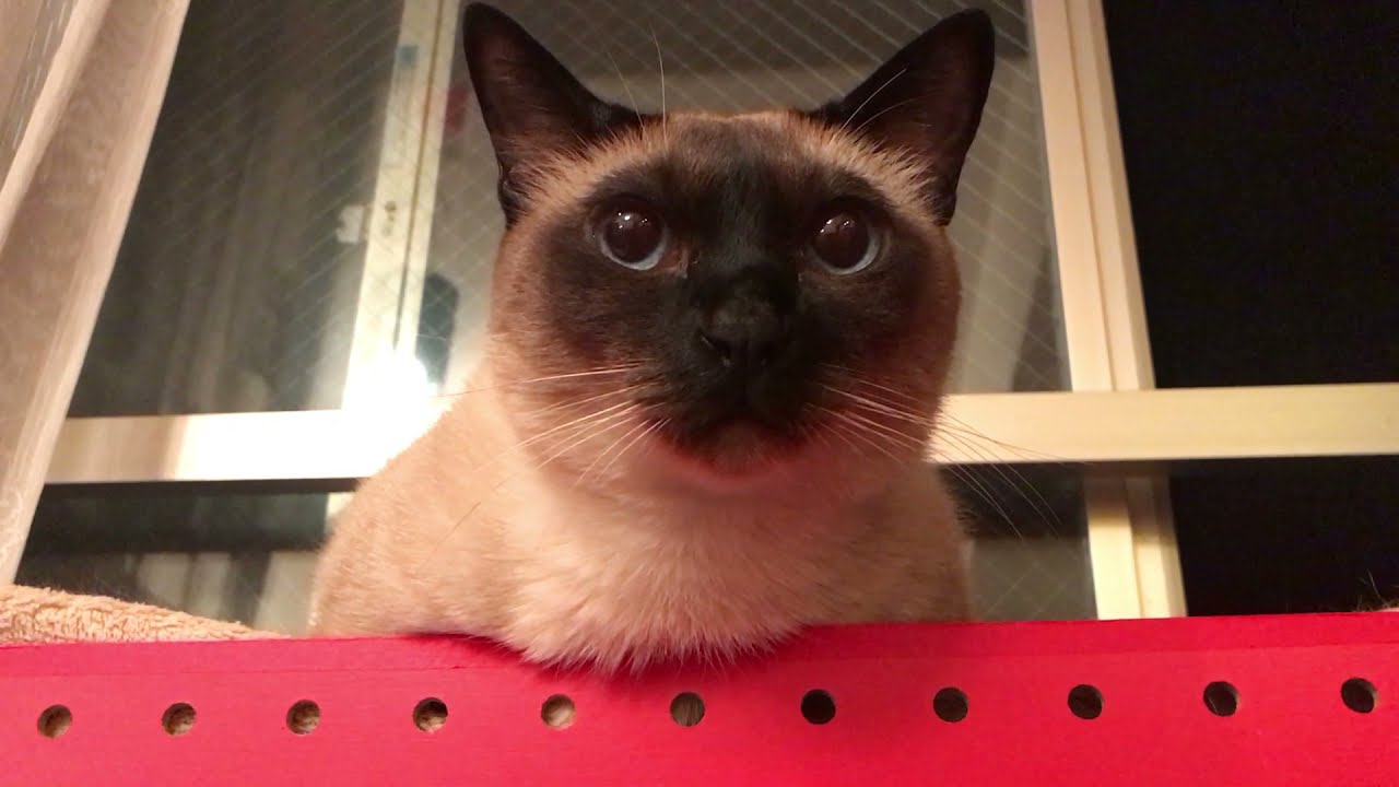 高いところから見てるトンキニーズなのにゃ♪