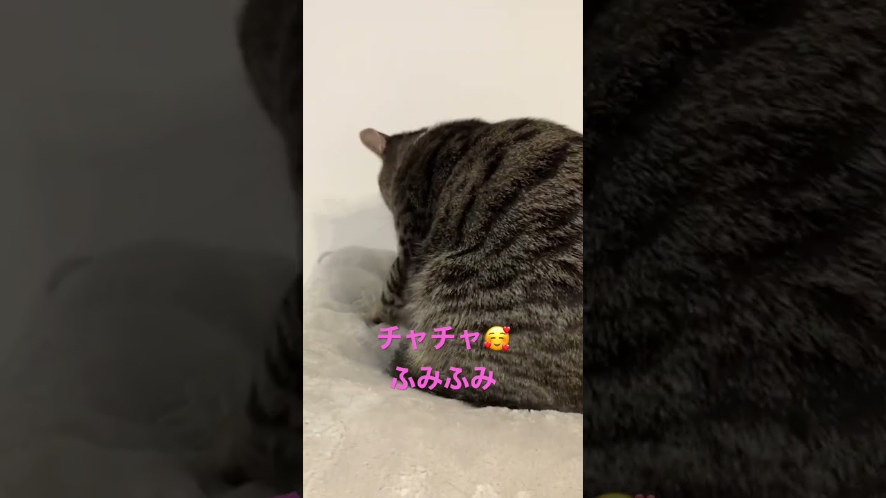 3匹目⁉️ねこたちの時間😅#shorts #ねこ #こねこ #ロシアンブルー #にゃんこ大戦争