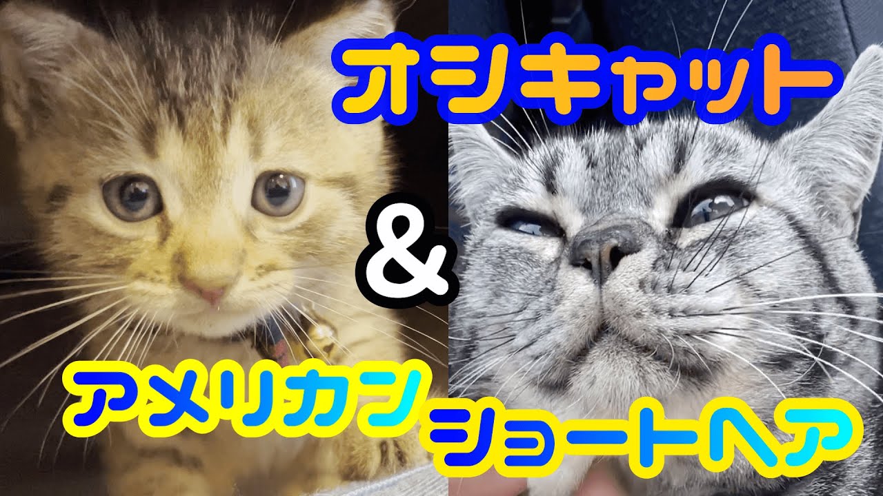 【アメリカンショートヘア(American shorthair)のシンバ 】＆【オシキャット(Ocicat)のラオウ】自己紹介(猫編) #2【保護猫】
