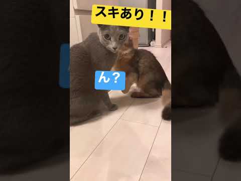 一瞬の隙をつかれた猫 #ロシアンブルー #ソマリ #おもしろ猫動画