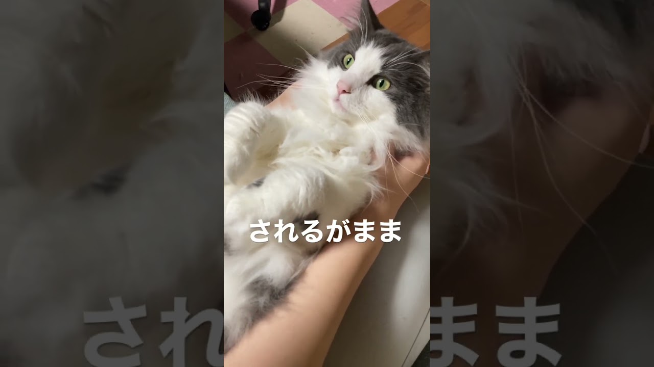 まるでぬいぐるみのようなノルウェージャンフォレストキャット #Shorts