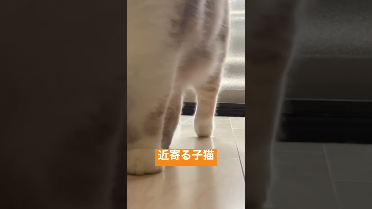 [スコティッシュフォールド]近寄る子猫 #ねこのいる生活 #スコティッシュフォールド #猫好きさんと繋がりたい #子猫 #scottishfold #cat #catvideos #猫 #cats