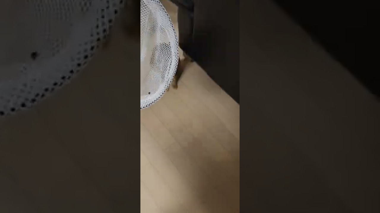 てんとう虫はじめて見た猫🐞                                    より白猫の攻撃が気になる😱