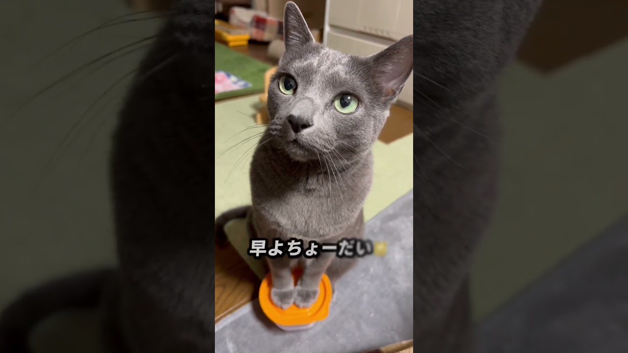 【ロシアンブルー】昨夜のめろんと今朝のちとドジ⁇なめろん🤭【猫】#shorts
