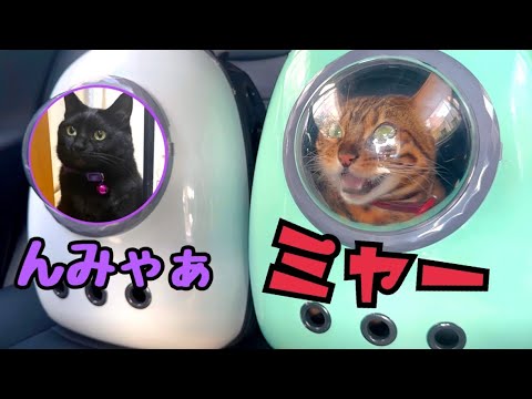 【猫の通院】ボス猫と黒猫が共闘して「帰れ！」と鳴きまくってます