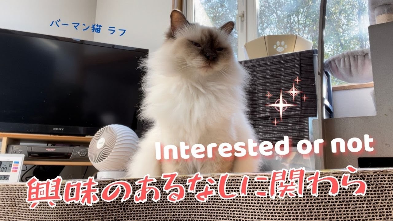 動く物に反応するバーマン猫【興味のあるなしに関わらず】Interested or not（バーマン猫）Birman/Cat